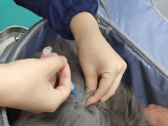 -利又安动物医院··老年病·猫科犬科·中兽医