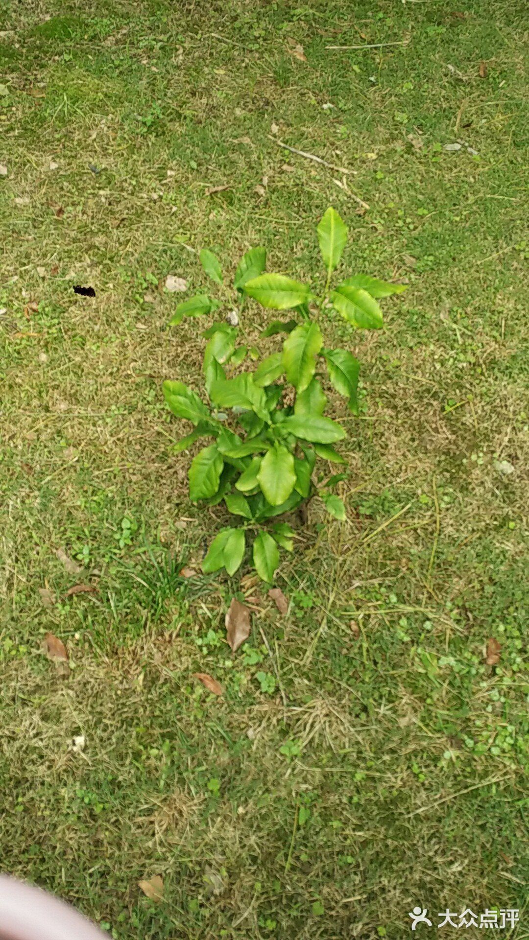 保持土壤湿润，待长到3～4寸左右就可以移植到花园里