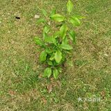 保持土壤湿润，待长到3～4寸左右就可以移植到花园里