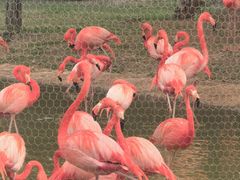 -石家庄市动物园