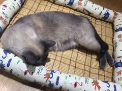 -滚猫咖啡·猫咖·猫友好撸猫(未来城店)