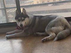 -Husky Go! 哈士奇体验馆·宠物咖啡厅狗咖