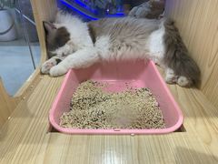 -屋虎猫馆(宝安大仟里店)