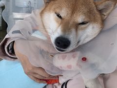 -瑞派·关忠动物医院·猫专科·犬专科(三环新城店)