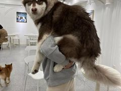 -Let's go狗咖·猫咖·奶狗·桌游(春熙路IFS店)
