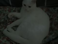 -纳吉亚猫专科动物医院·北北分院