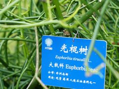 -中国科学院西双版纳热带植物园