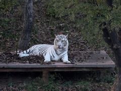 -石家庄市动物园