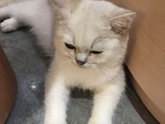 -瞄一喵猫咖(格力海岸店)