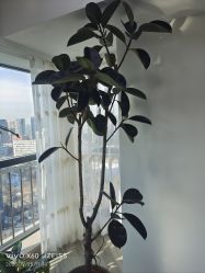 -HEYAN荷妍专业脱毛连锁机构