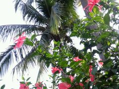 -三亚珠江南田温泉度假区