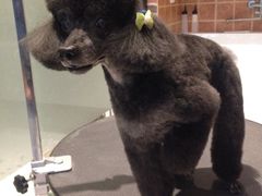 -Oh My Dog宠物沙龙(伊珊娜皮毛护理店)