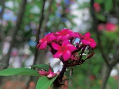 -中国科学院西双版纳热带植物园