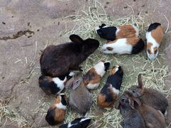 -西霞口神雕山野生动物世界