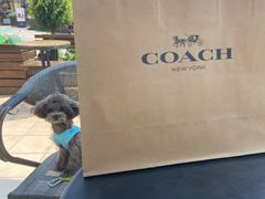 -COACH蔻驰(赛特奥特莱斯店)