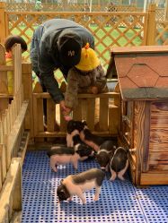 -萌宠亲子动物乐园(槐房万达店)