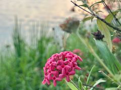 -东莞植物园