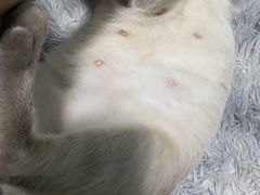 -特一安24小时宠物医院·骨科·中兽医