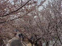 -樱花山风景区
