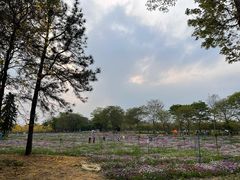 -天适樱花悠乐园