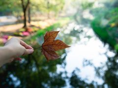 -上海共青森林公园