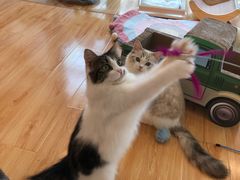 -momokira米努特·德文卷毛猫·棉花面纱犬