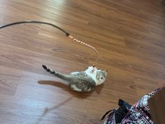 -楼上猫咖(罗湖店)