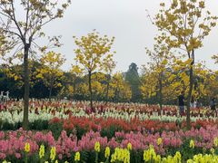-天适樱花悠乐园