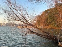-金鸡湖桃花岛