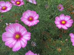 -松山湖梦幻百花洲