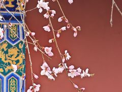 -桃花堤公园