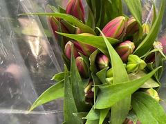 -循礼门鲜花花市(武汉循礼门店)