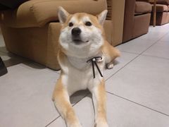 -柴务处·柴犬主题狗咖