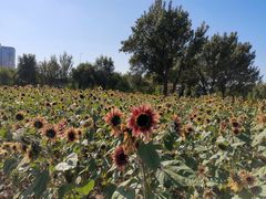 -长白岛森林公园