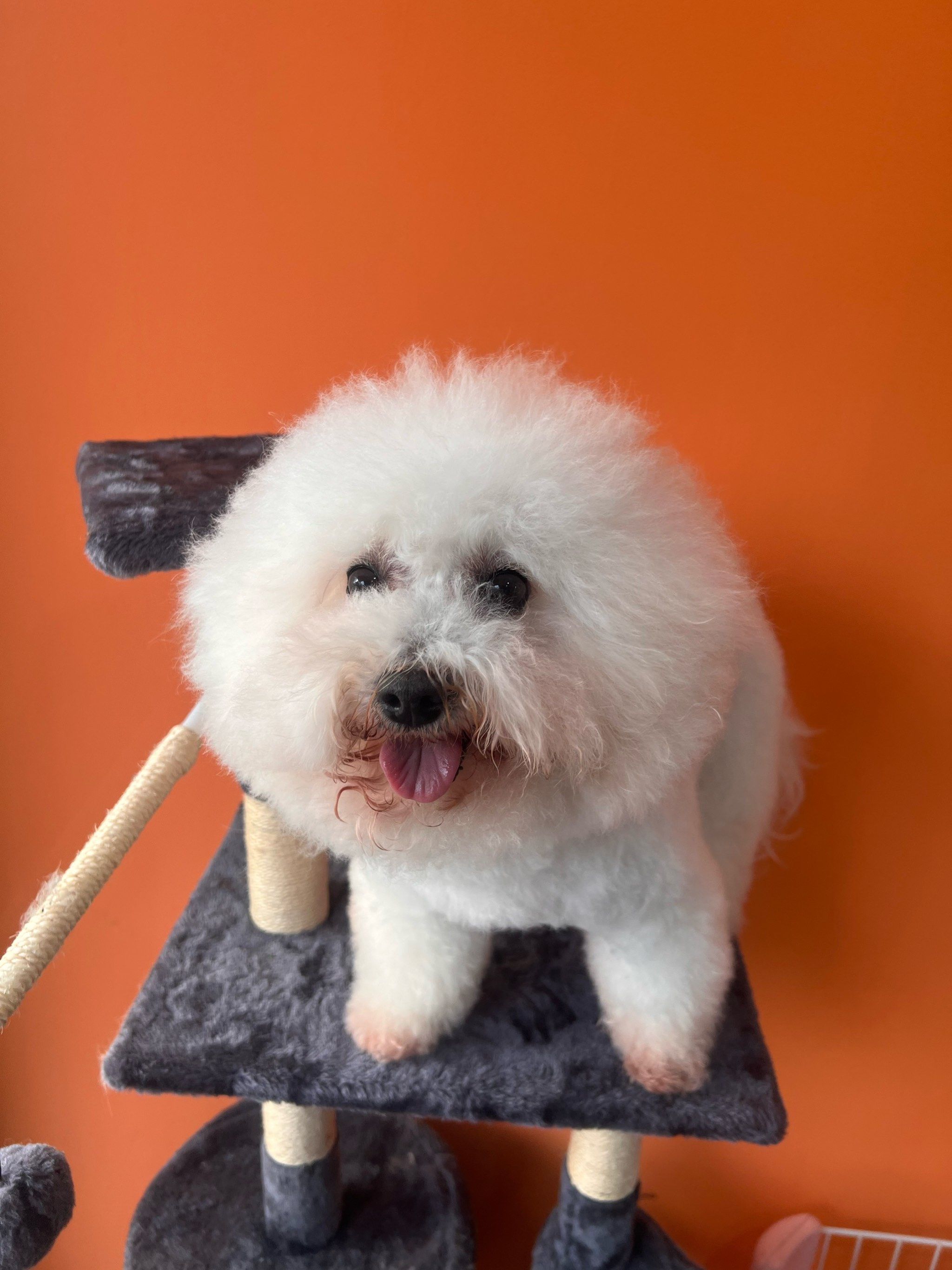 我家萌宠的新造型