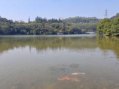 -深圳仙湖植物园