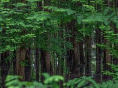 -桤木河湿地公园