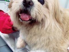 -达爱动物医院·犬猫分区·CT·复杂眼科(远洋山水分院)