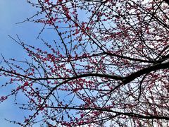 -桃花岭景区