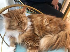 -糯米喵星人·撸猫猫舍咖啡馆(西市场嘉华店)