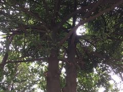 -广州雕塑公园
