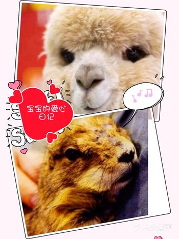 打卡poipoi宠物乐园,和小动物做朋友