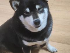 -是阿柴呀！柴犬咖啡·爱喵喵猫咖