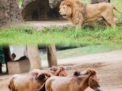 -杭州野生动物世界