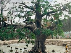 -西霞口神雕山野生动物世界