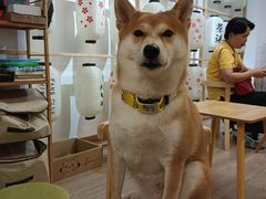 -柴迷FANS CLUB·柴犬狗咖·猫咖
