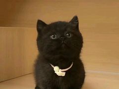 -欣宠猫屋·矮脚拿破仑·蓝金金渐层