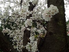-武汉大学-樱园