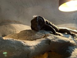 -Zoolung Zoolung动物主题公园(海信广场店)