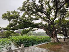 -江心屿景区